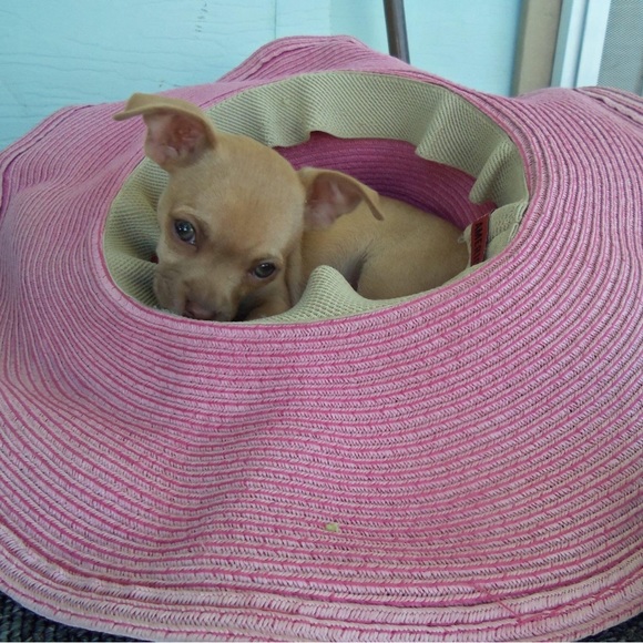 Meet your Posher, Mona - Picture 10 of 14